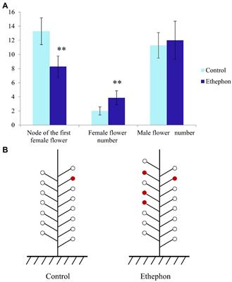 Transcriptional and Hormonal Responses in Ethephon-Induced Promotion of Femaleness in Pumpkin